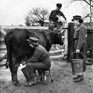 An ATS girl milking "Mildred"the cow. Feburary 1943 P010179