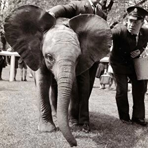 Baby Elephant at London Zoo. May 1962 A©Mirrorpix
