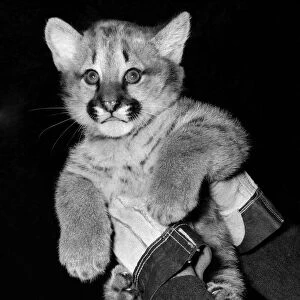 Baby Elsa On view at the London Zoo for the first time to-day is the female Puma cub Essa