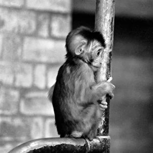 baby pig-tailed monkey January 1975 75-00240-013