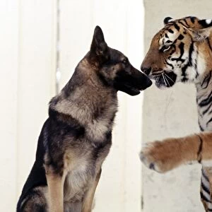 Bengal tiger Ravi with his friend Duke the Alsatian dog July 1977