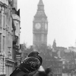 Birds Pigeon in Trafalgar Square, London 1978