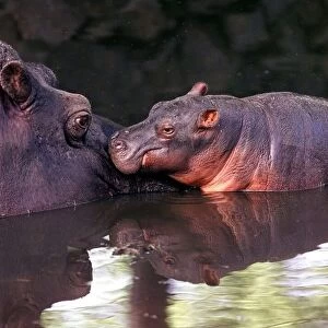 "Bliss"the newborn hippo with her mum Barbell at the West Midland Safari Park