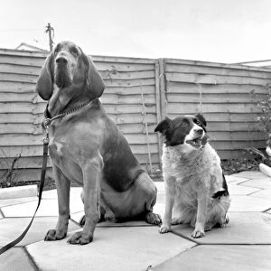 "Brutes"the blood hound and "Mandy"the Mongrel dog