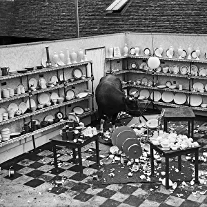 Bull in a China Shop July 1950