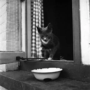 Cat at the home of Jonquil Antony. September 1953 D6216-001