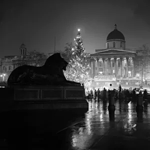 Christmas Tree in Trafalgar Square, London 1955 mpxmas03