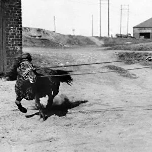 Coal Mining A man training a pony. for the pits. May 1936 P017818