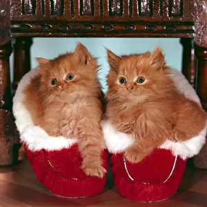 Cute kitten sitting in Christmas shoes x-mas festive animal cats