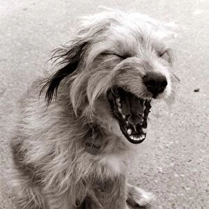 Dog yawning with his mouth wide open and his eyes closed