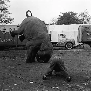 Elephant performing at a Circus Animal humour