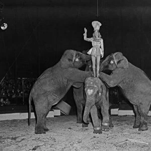 Elephants performing in the ring at the Bertram Mills Circus at Cambridge. April 1959