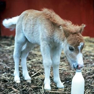 fanfare the world smallest horse only 14 inches high and weighs 20lbs