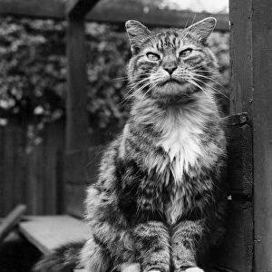 Fluff the Boss-Cat at the Battersea Dogs home. May 1967 P005159