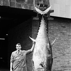 This giant tuna weighing more than 700lb, landed at Huddersfields Market Hall