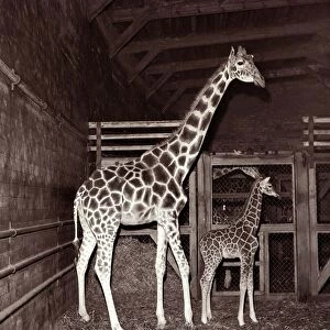 Giraffe and Baby Giraffe at Whipsnade Zoo November 1957 A©Mirrorpix