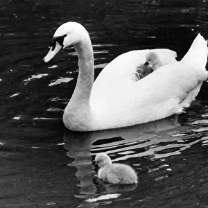 The graceful long-necked Bewick swan giving one of her cygnets a ride on her back
