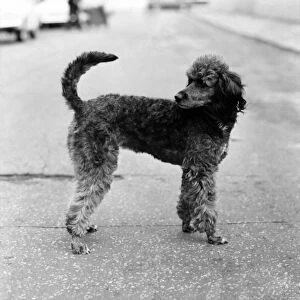 Grey poodle which has a foot-long tail to wag. November 1969 Z11402-001