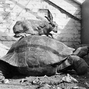 Hare and Tortoise December 1962 Harold the Hare
