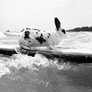 Hazel the Surfing Rabbit, 1981