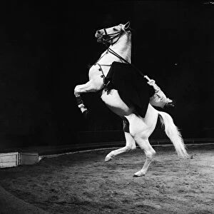 A horse act at Bertram Mills Circus. 19th December 1958