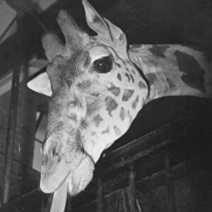 Judy the giraffe seen here in her stables at Bristol Zoo 1st December 1952