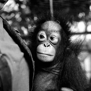Kimbu the Orang-Utang who was found after a skirmish of troops on the Indonesian border