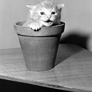 Kittens in flower pots August 1958