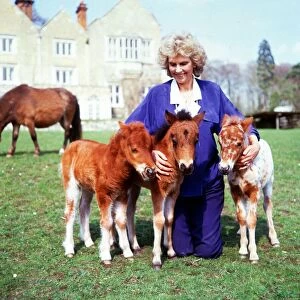Lady Fisher with falabellas at Kilverstone Wildlife Park January 1987