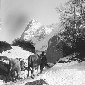 Man walking his cattle towrds the Eiger mountain in the Bernese Oberland region of