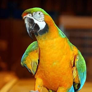"Matilda"a Catalina Macaw shows her roller skating skills during a talented