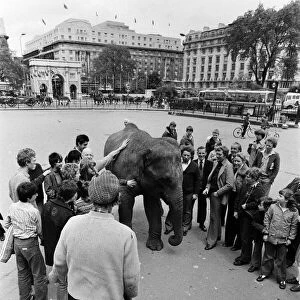 Maureen the elephant, with Robert Brothers circus, is living in Hyde Park this week