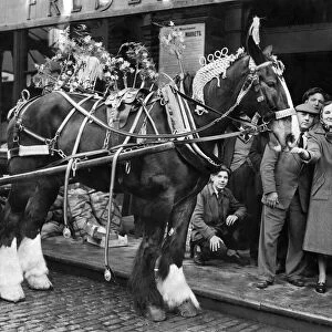 Members of the crowd feed one of the horses in Manchester annual May Day parade, May 1956