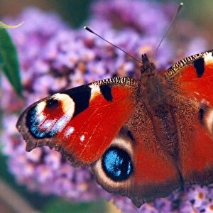 A Peacock butterfly in September 1998