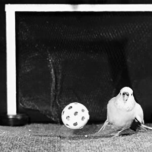 Percy the football playing Budgie 1988