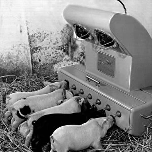 Piglet feeder, invented by Mr. Perry, a farmer. The young pigs suck milk through tents