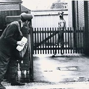 A Postman hides behind a wall scared of a Great Dane dog leaning on fence Dogs