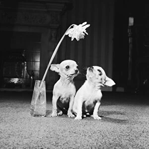 Two pups looking at a flower in a vase. 16th April 1962