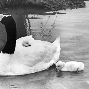 These rare black necked swan cygnets have to take turns rinding on mums back