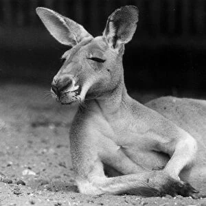 Bill the red Kangaroo at London Zoo lays on his side and rests on his elbow