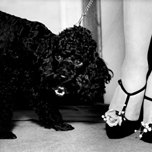 Sam the black poodle gives a howl of appreciation as he sees this shoe which had been