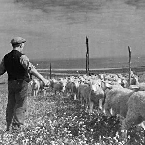 Shepherd Tom Goodban with his sheep. Dover, Kent. Picture taken 1st