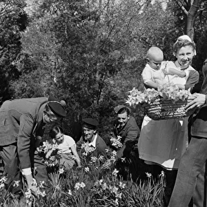 Soldiers recovering in hospital help one of the nurses pick flowers in the grounds
