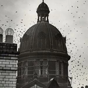 Starlings whirling around the dome of Birmingham Council House. 11 / 10 / 1950