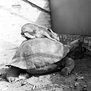 The Tortoise and the Hare. 3rd August 1962