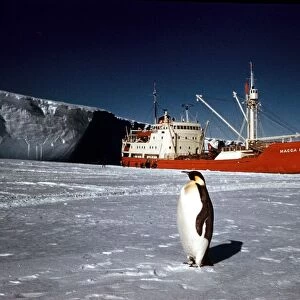 The Trans-Antarctic Expedition 1956-1958 Penguin on the ice in front of the Magga