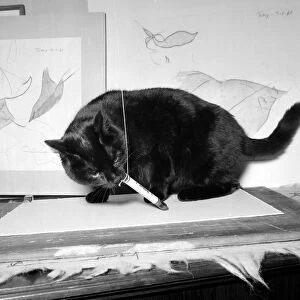 The Wonder-Cat Topsy the cat has had his drawings exhibited at an Art exhibition in