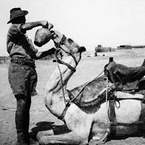 World War One Anzac Australian Camel Corps soldier giving his camel a drink of water