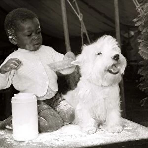 Two year old Tunde Dawodu from Nigeria gives West Highland terrier Butch a powder bath