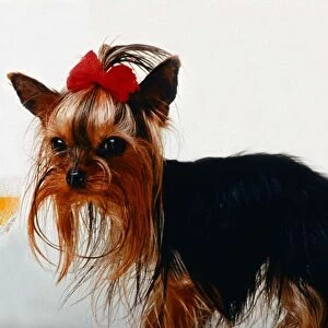 Yorkshire Terrier Dog - Thumbelina - April 1993 the world smallest dog ribbon